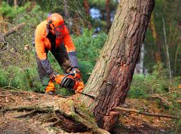 Best Fruit Tree Pruning  in Georgetown, KY