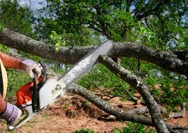 Reliable Georgetown, KY  Tree Services Solutions